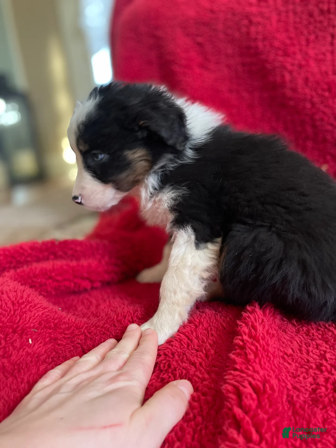 Australian Shepherd dogs for sale: Archer - Ad 4
