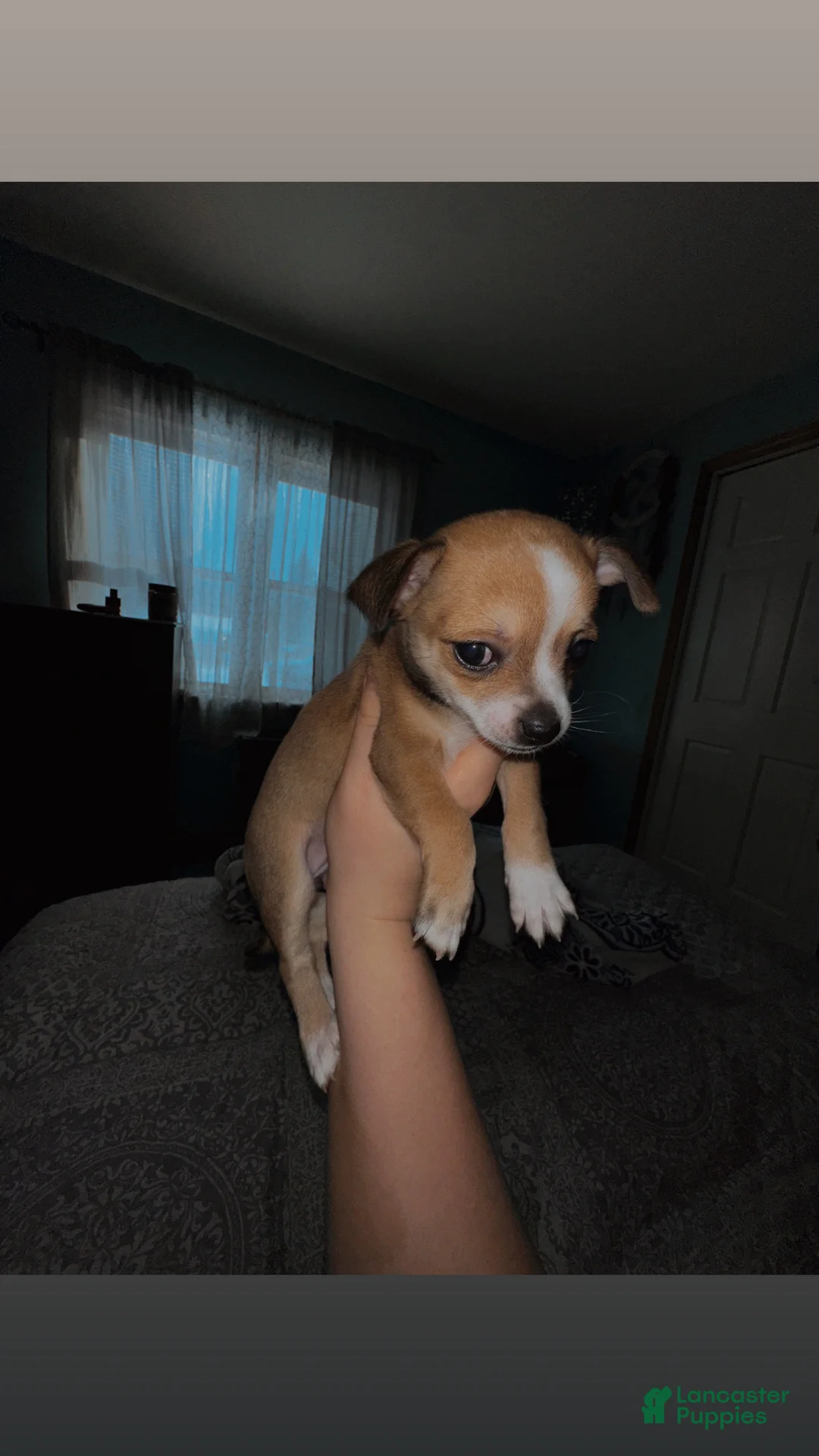 Chihuahua dogs for sale: Batova  - Ad 3
