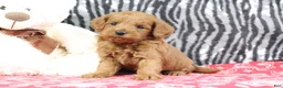 Mini Goldendoodle dogs for sale: Bozo - Ad 2
