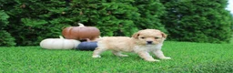 Toy Poodle dogs for sale: AKC Emmett(tiny) - Ad 6
