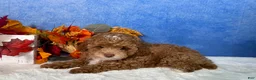 Toy Poodle dogs for sale: Flash - Ad 1