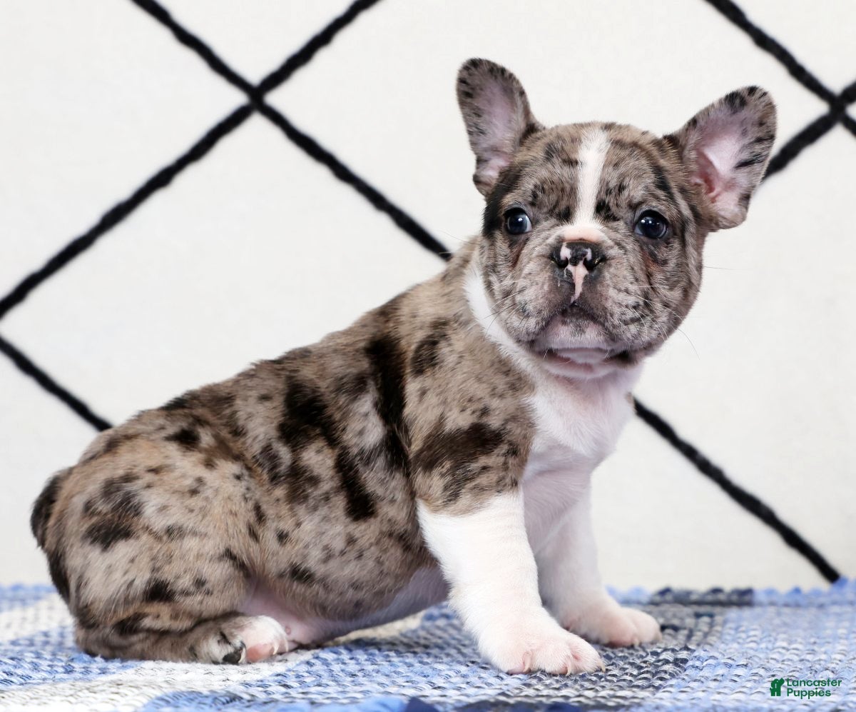 Frenchton dogs Buster - Ad 2