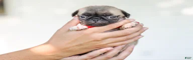 Alexis Pug Puppy