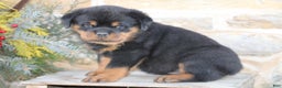 Rottweiler dogs for sale: Harper - Ad 3