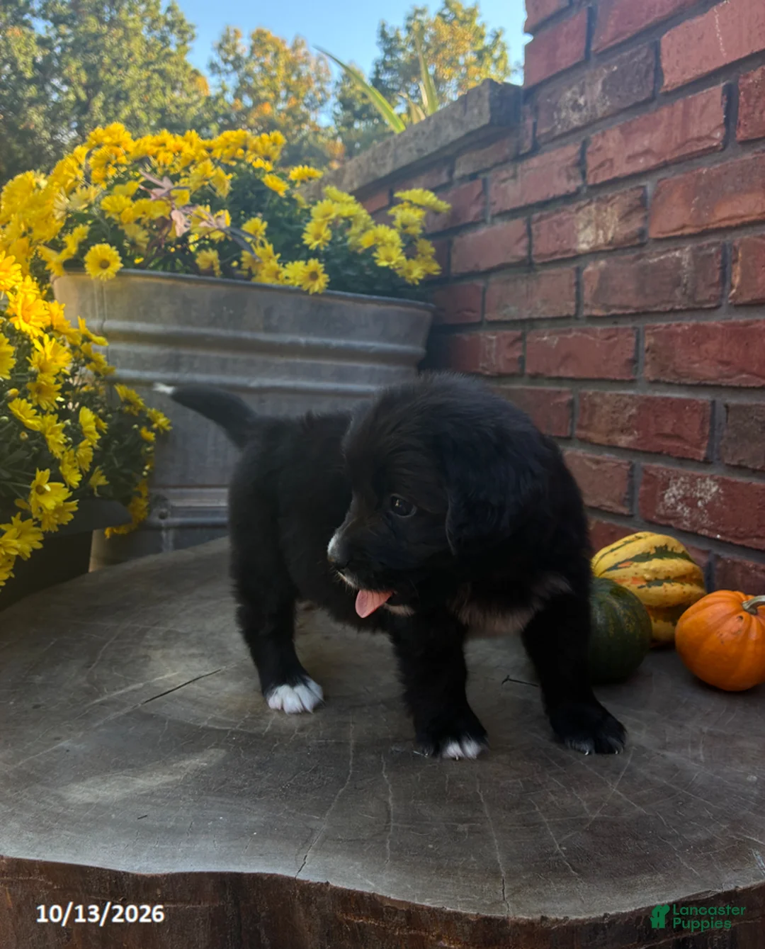 Mini Bernedoodle dogs for sale: Willow - Ad 2