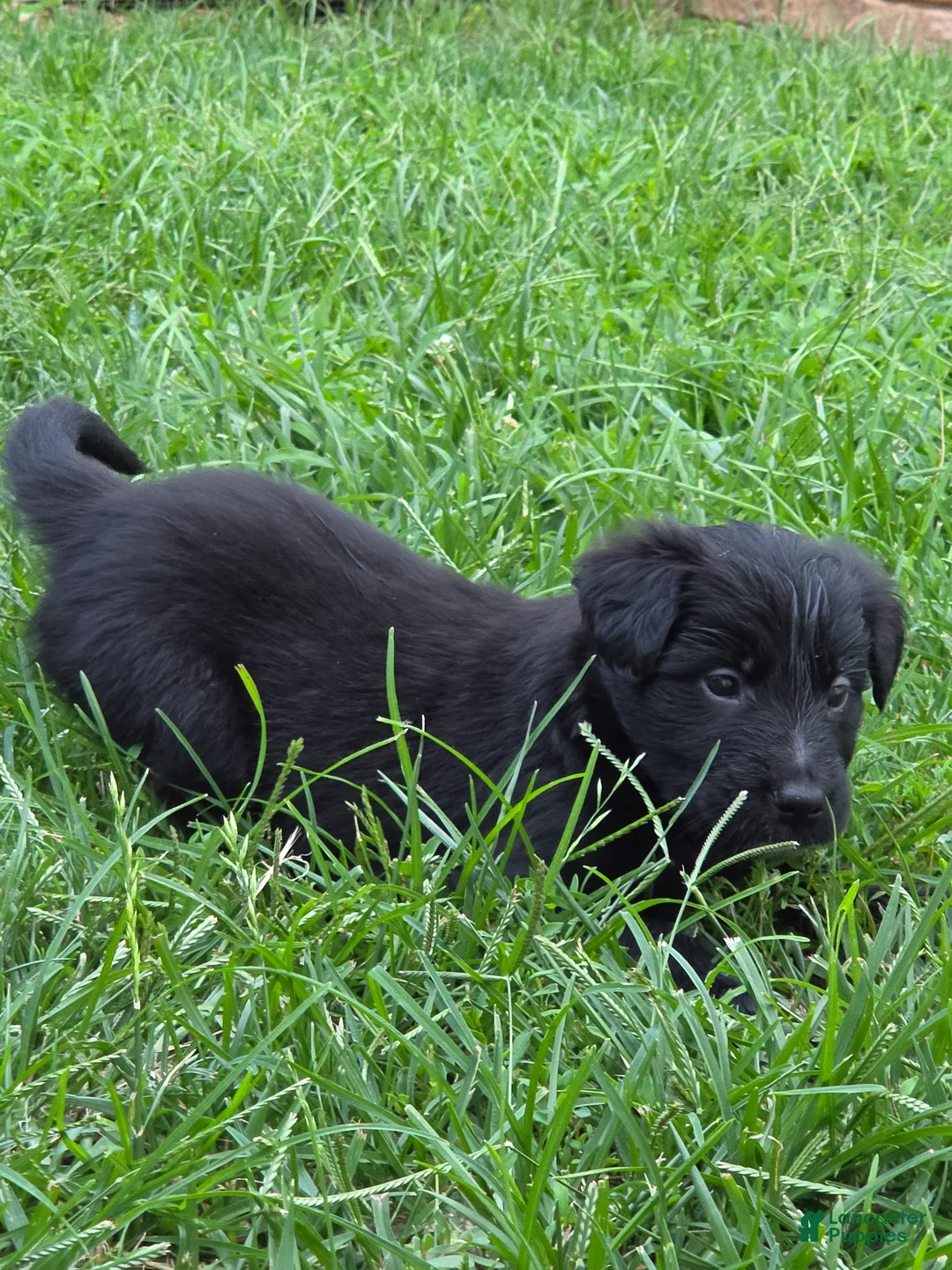 Mixed Breed dogs for sale: Nina - Ad 5