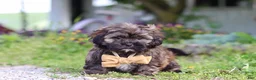 Shihpoo dogs for sale: Taylor - Ad 4