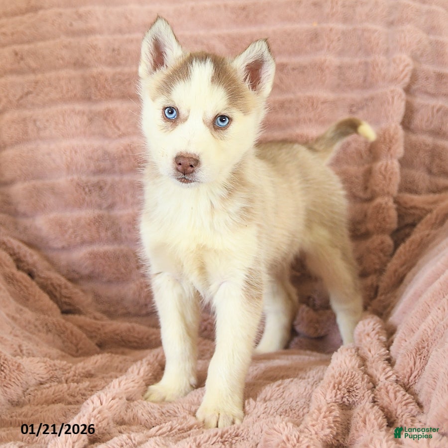 Siberian Husky dogs Remy - Ad 7