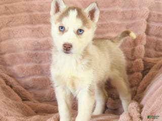 Siberian Husky dogs Remy - Ad 13