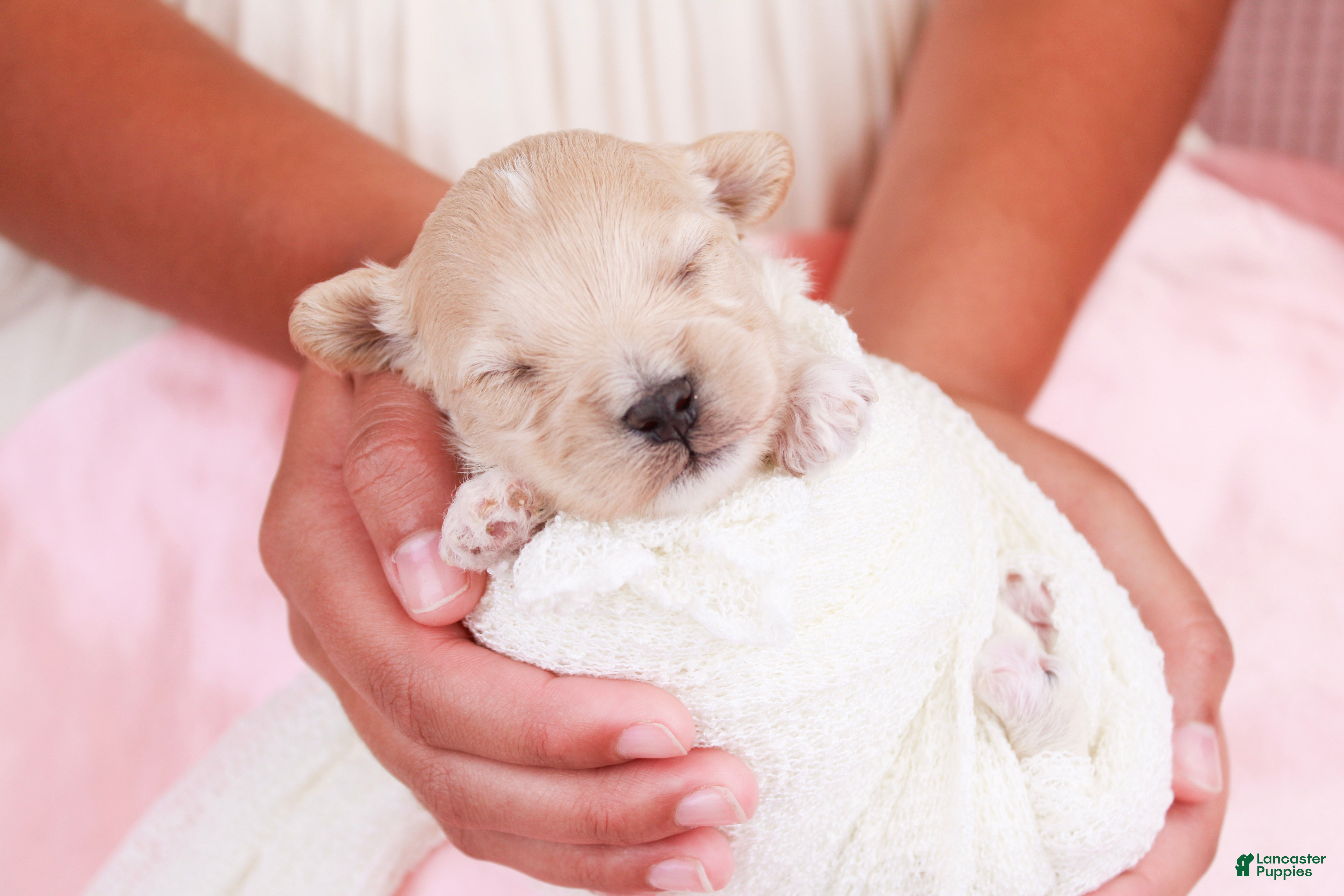 Maltipoo dogs Pippin - Ad 1