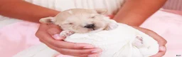 Maltipoo dogs for sale: Pippin - Ad 1