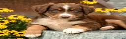 Australian Shepherd dogs for sale: Faith - Ad 3
