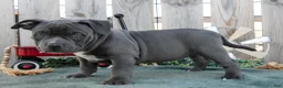 American Bully dogs for sale: Bella - Ad 1