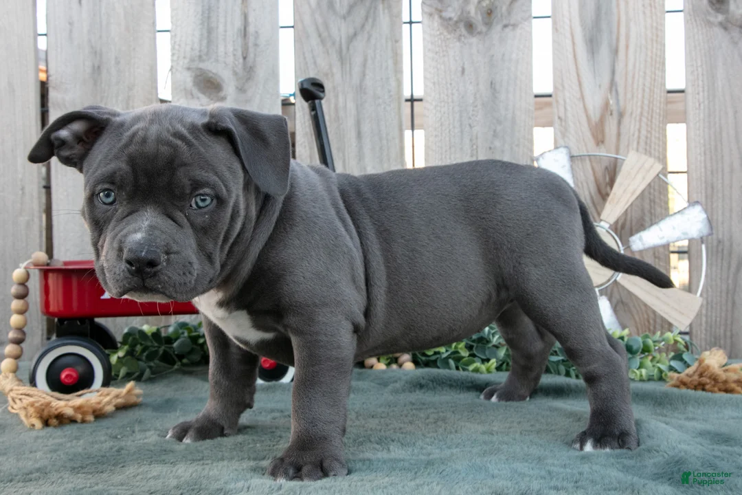 American Bully dogs for sale: Bella - Ad 1