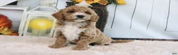 Mini Goldendoodle dogs for sale: Fifi - Ad 4