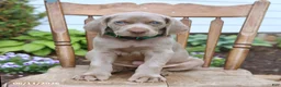 Weimaraner dogs for sale: Silver - Ad 3
