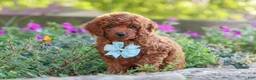 Miniature Poodle dogs for sale: Jude - Ad 4