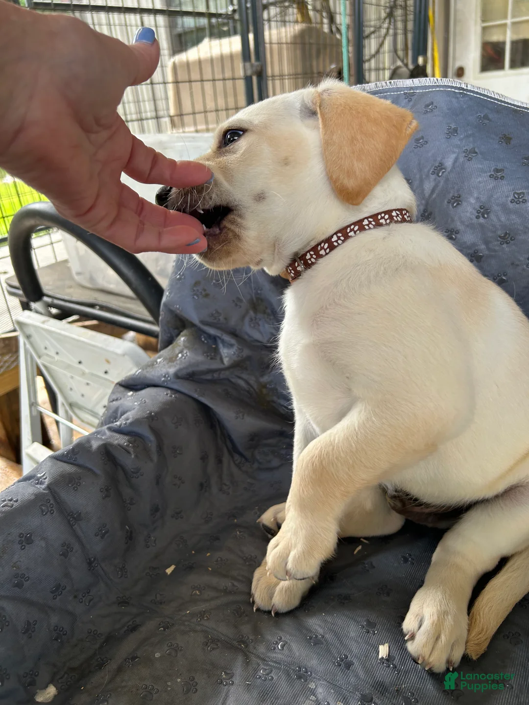 Labrador Retriever dogs for sale: Labrador Retriever Puppy 2 - Ad 1