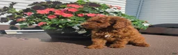 Miniature Poodle dogs for sale: Charles - Ad 6