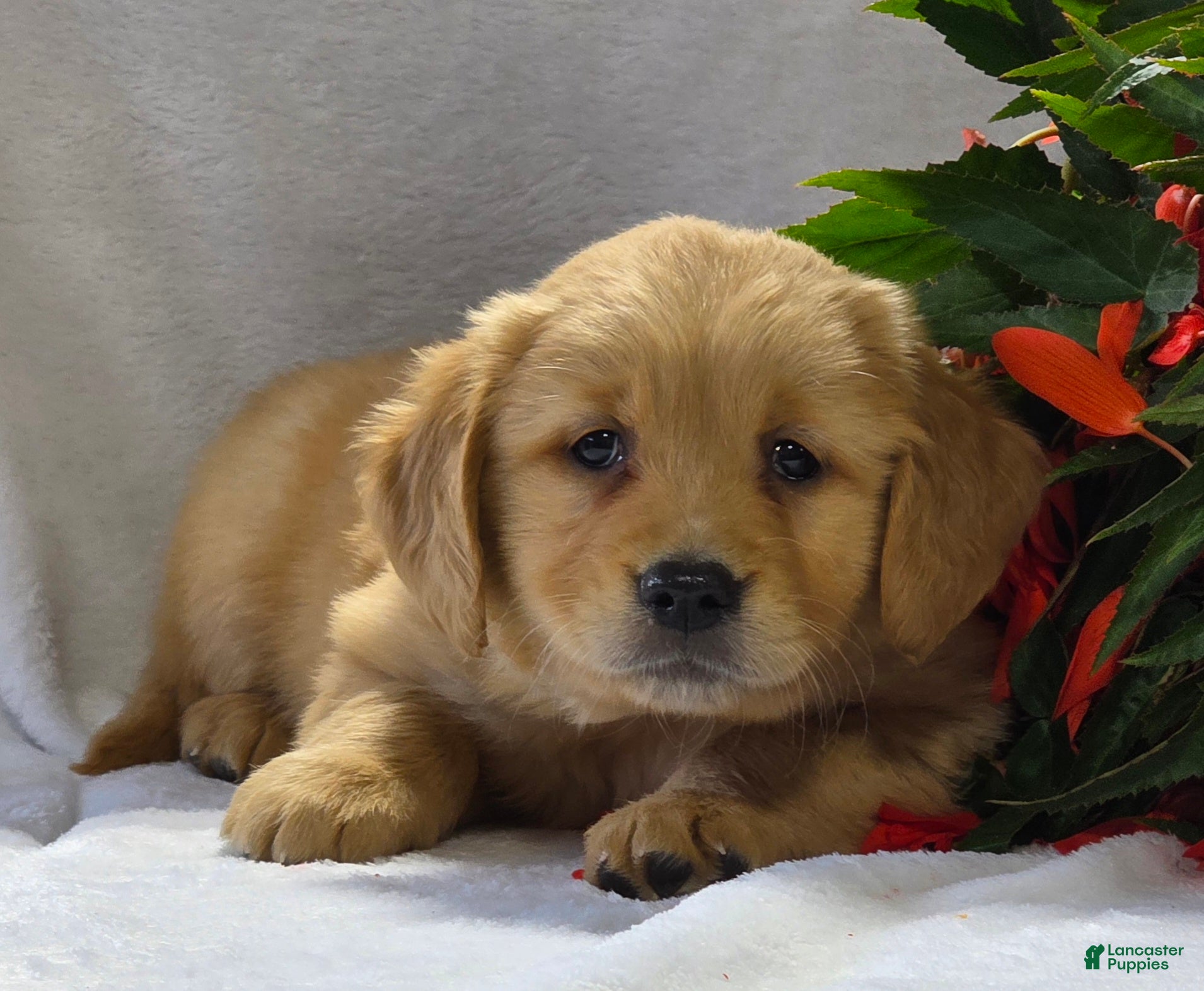 Golden Retriever dogs Romeo - Ad 1
