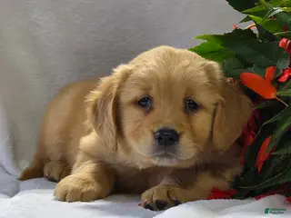 Golden Retriever dogs for sale: Romeo - Ad 1