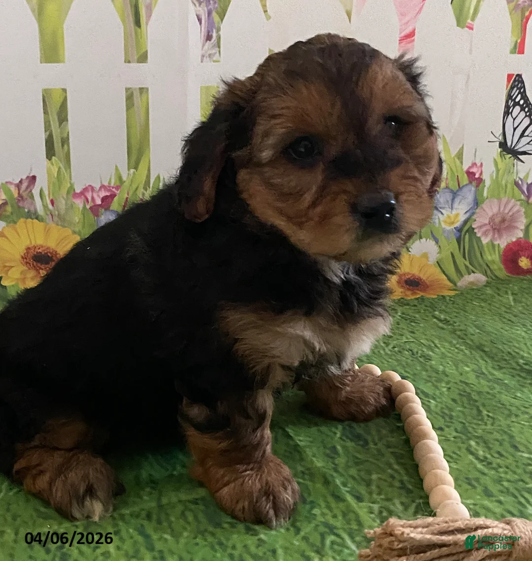 Yorkiepoo dogs for sale: Charger - Ad 1
