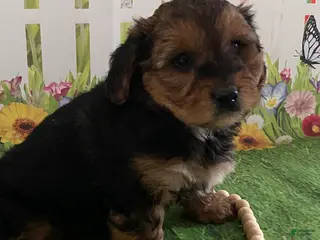 Yorkiepoo dogs for sale: Charger - Ad 2