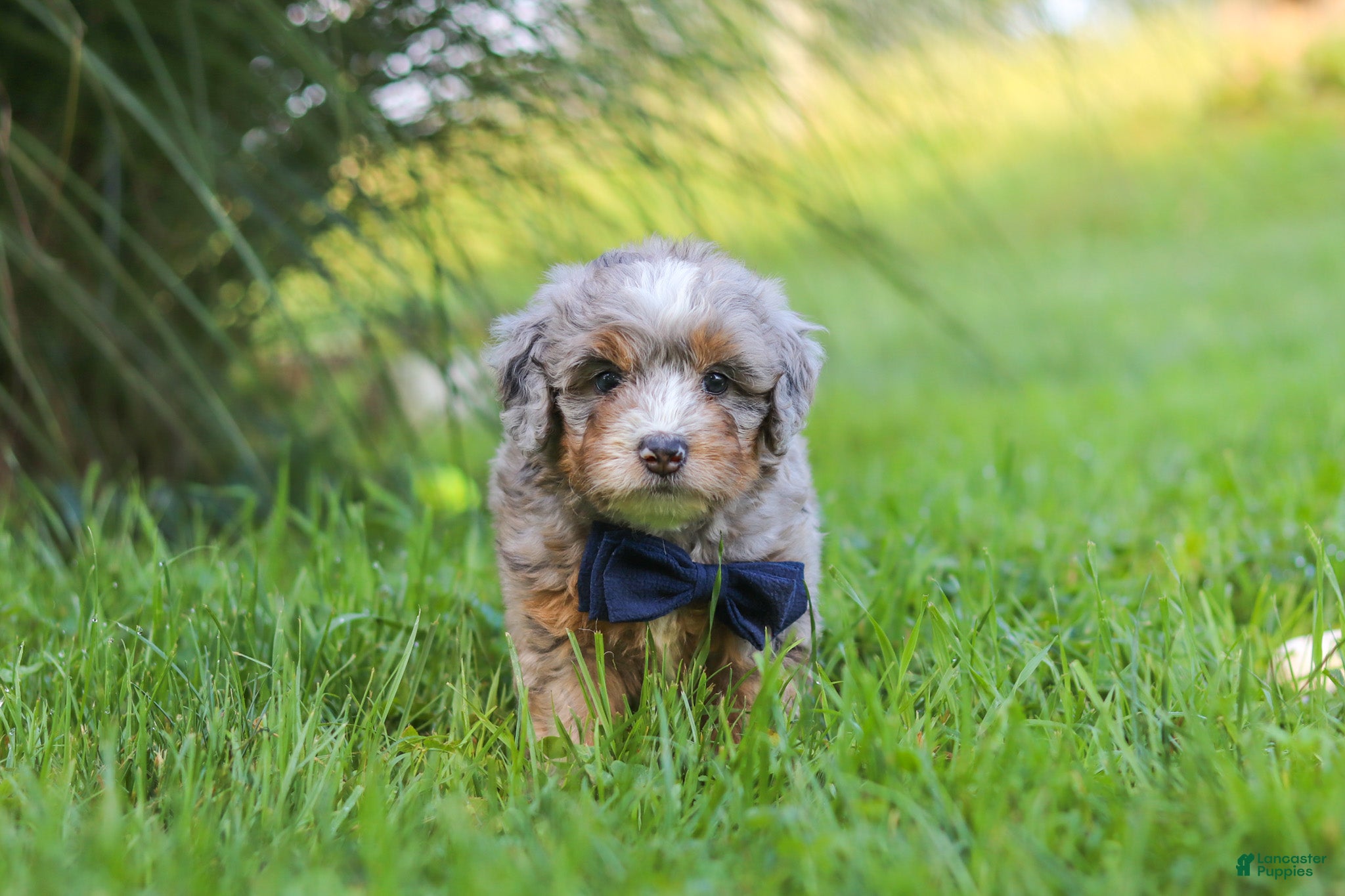Mini Bernedoodle dogs Deadpool - Ad 2