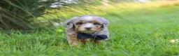 Mini Bernedoodle dogs for sale: Deadpool - Ad 2