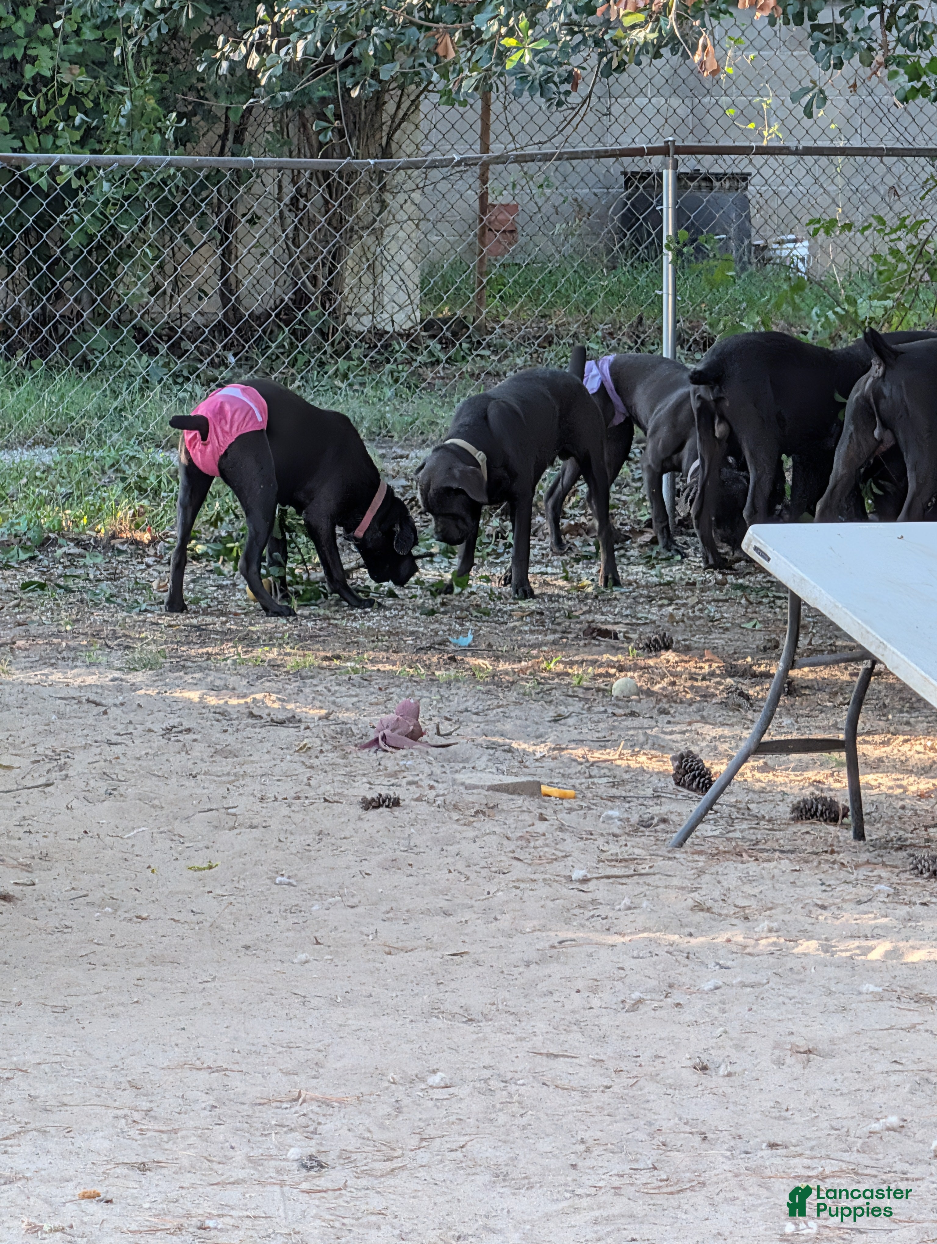 Cane Corso dogs Pink aka Minnie - Ad 2