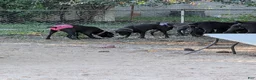 Cane Corso dogs for sale: Pink aka Minnie - Ad 3