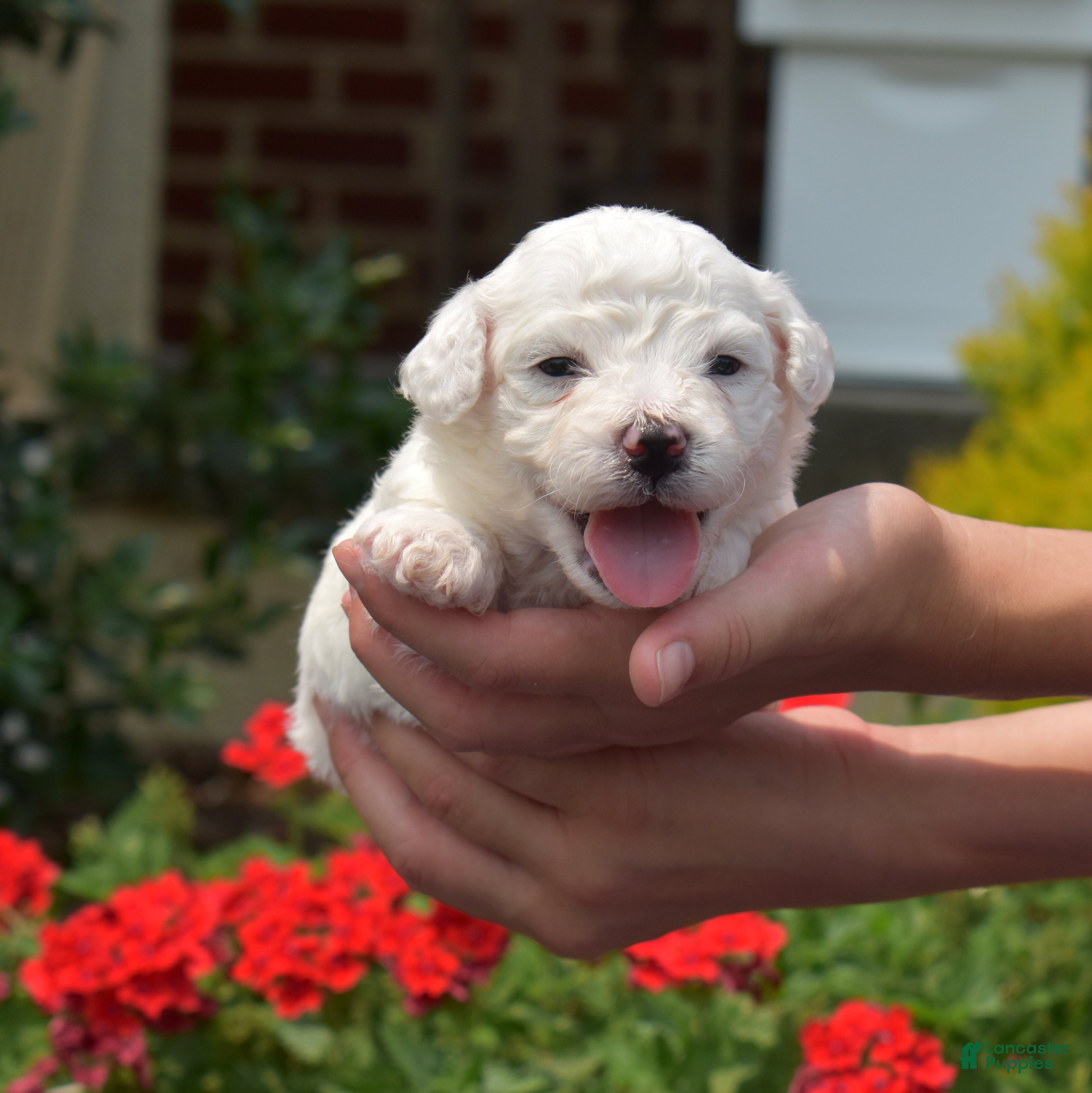 Bichon Frise dogs Winter - Ad 1