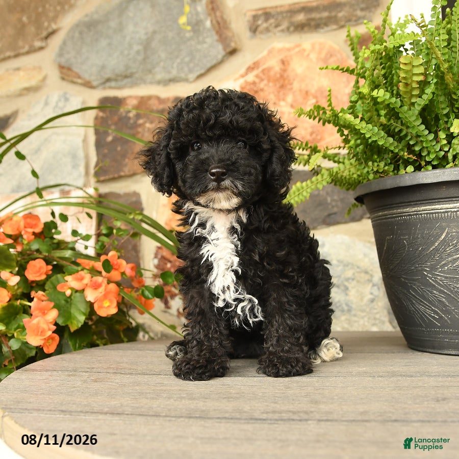 Miniature Poodle dogs Yelana - Ad 2