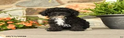 Miniature Poodle dogs for sale: Yelana - Ad 2