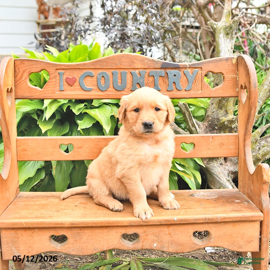 Golden Retriever dogs Bridget - Ad 1