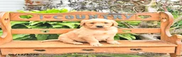 Golden Retriever dogs for sale: Bridget - Ad 1