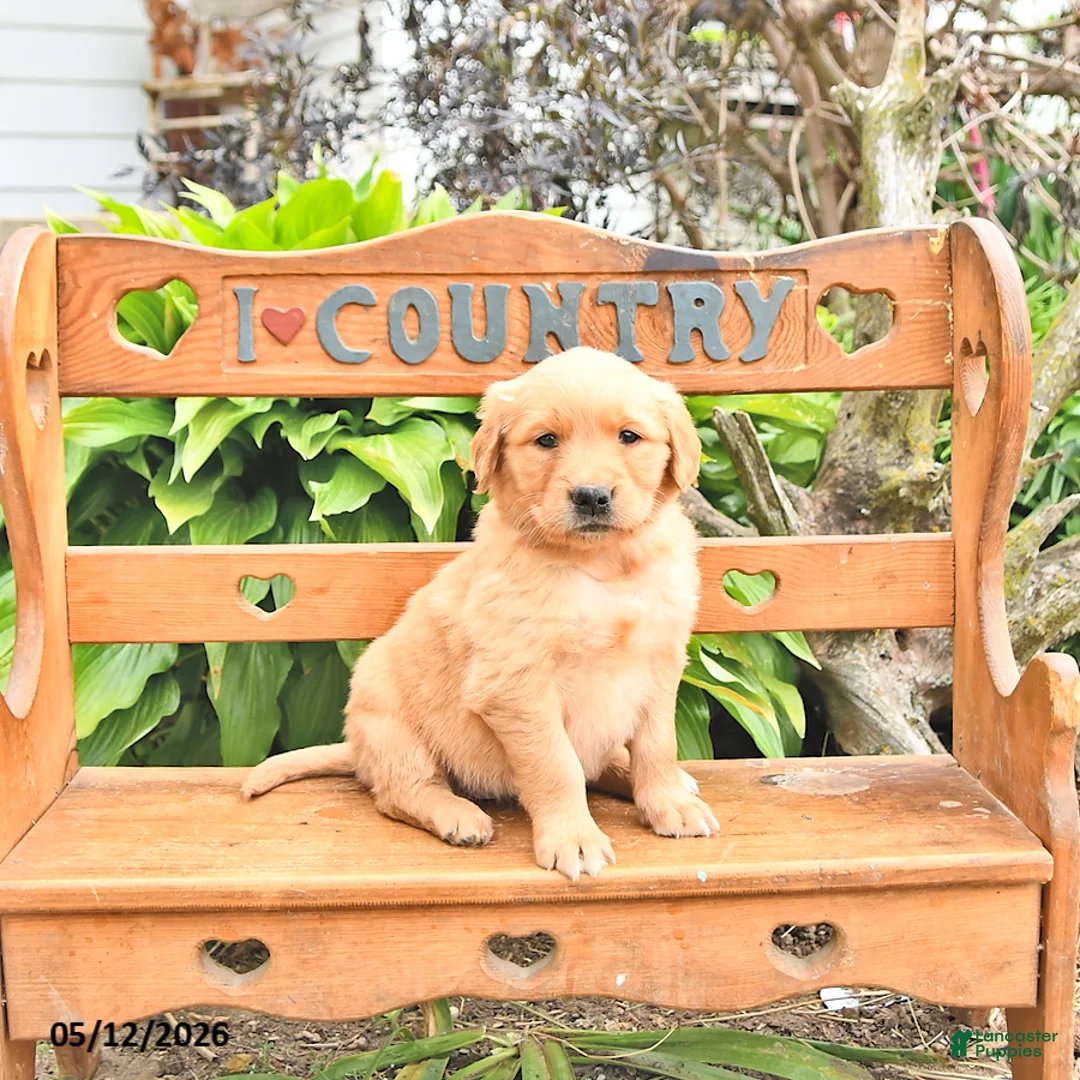 Golden Retriever dogs for sale: Bridget - Ad 1