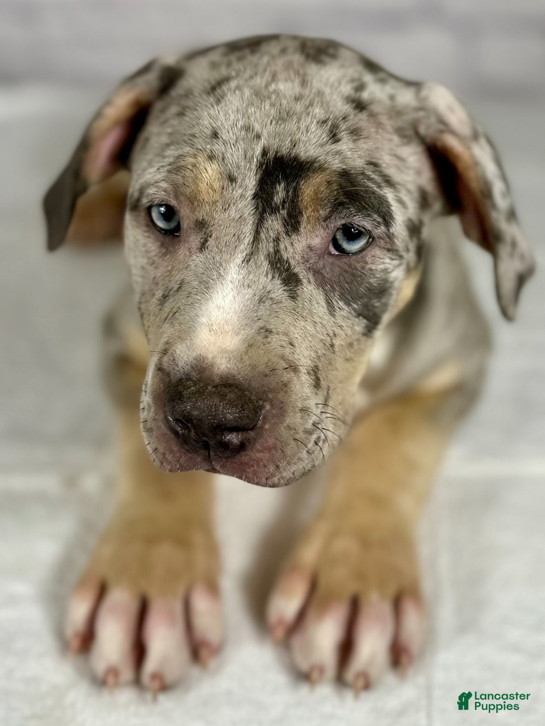 American Bully dogs for sale: Blue Moon - Ad 6