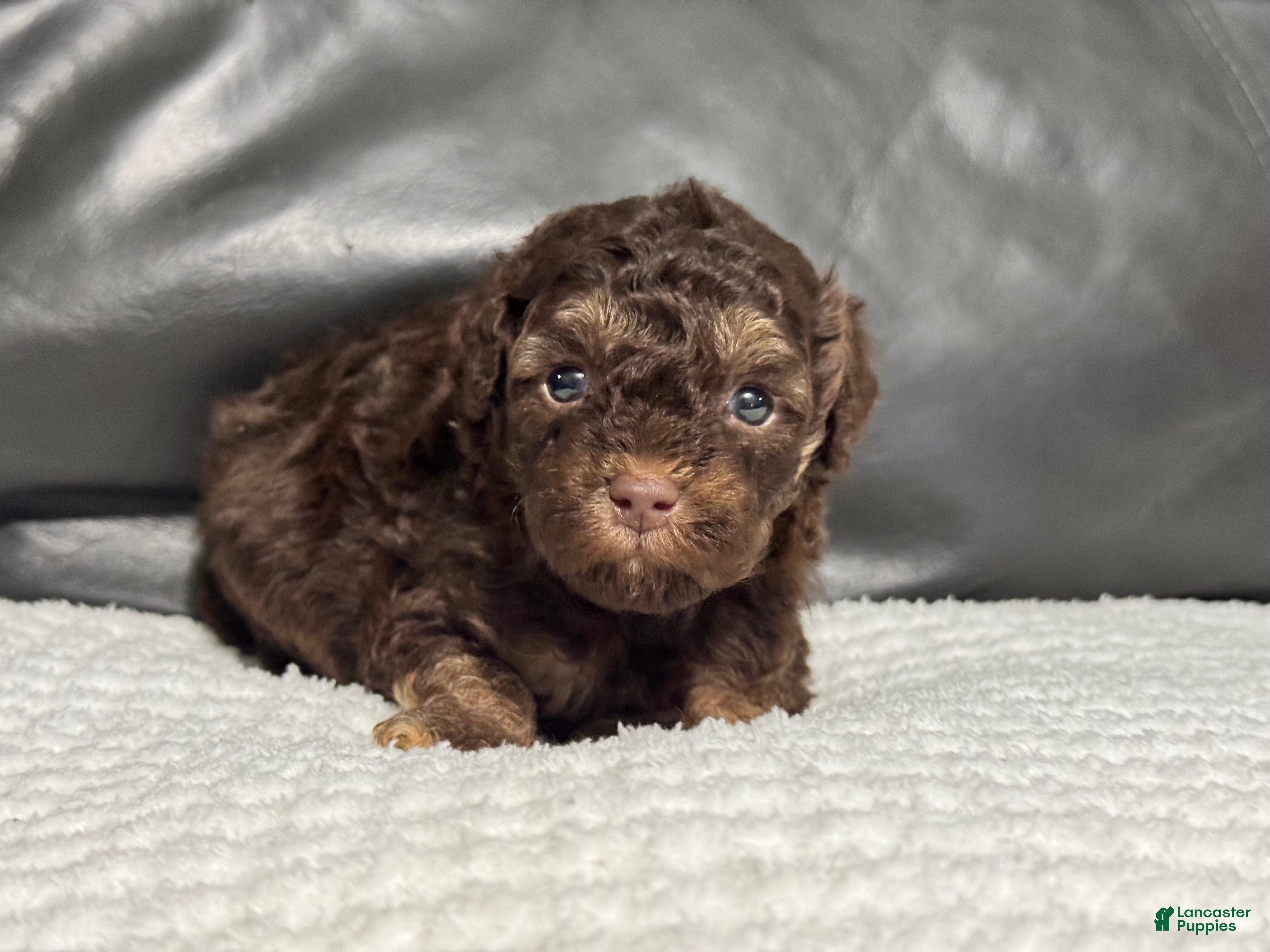 Toy Poodle dogs Lucky - Ad 28