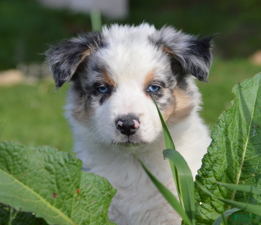 Gallery Image {{count}}