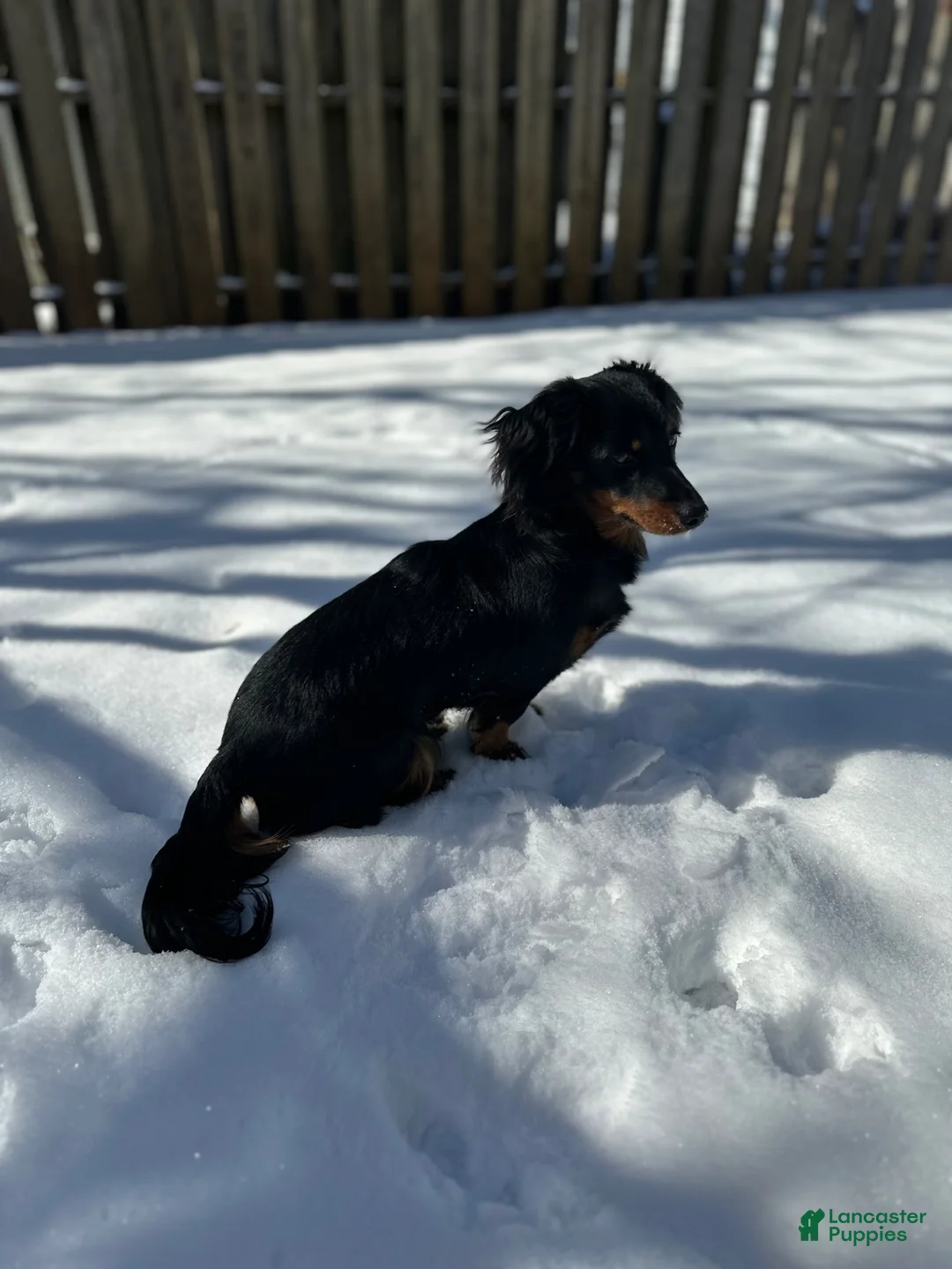 Dachshund dogs for sale: Dachshund Puppy 2 - Ad 4