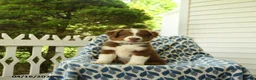 Miniature Australian Shepherd dogs for sale: Dewy - Ad 1