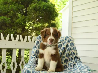 Miniature Australian Shepherd dogs for sale: Dewy - Ad 2