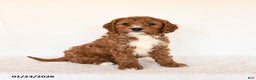 Cavapoo dogs for sale: Scotty - Ad 3