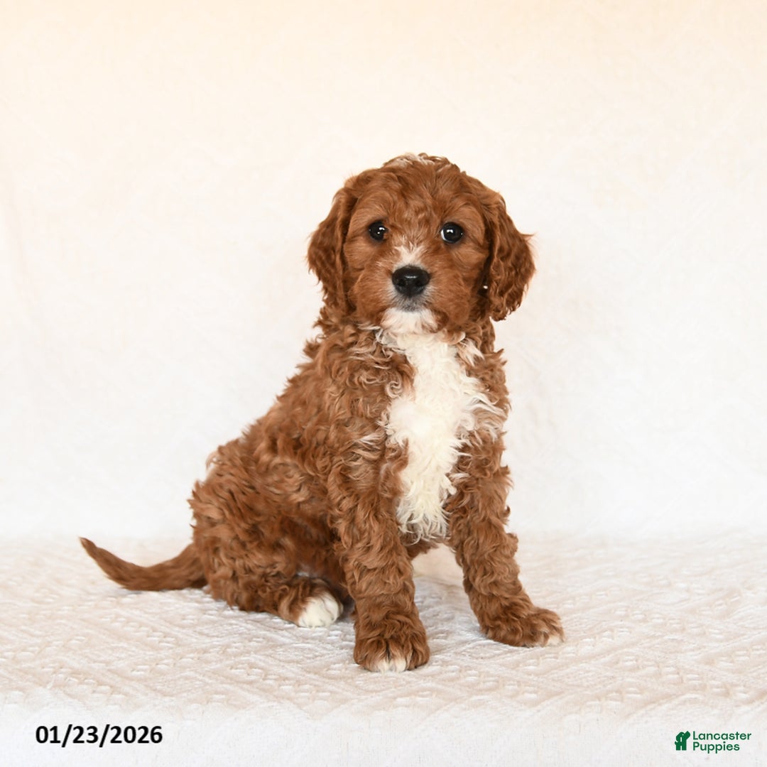 Cavapoo dogs for sale: Scotty - Ad 3