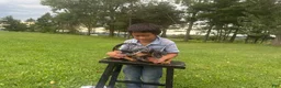 Miniature Dachshund dogs for sale: Pearl - Ad 26