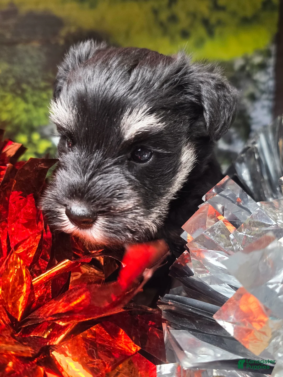 Miniature Schnauzer dogs for sale: Miniature Schnauzer Puppy 3 - Ad 2