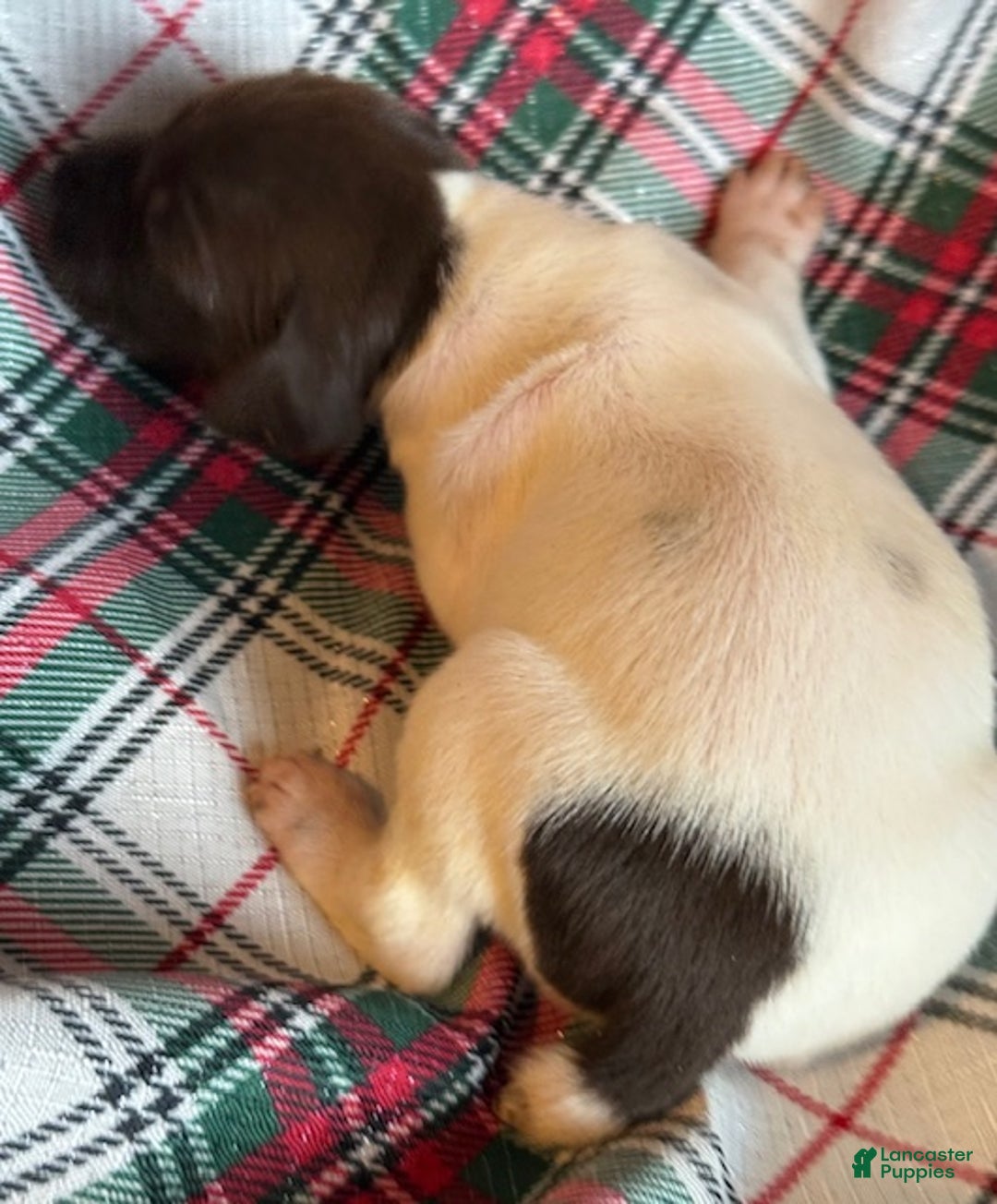 German Shorthaired Pointer dogs for sale: Cookie - Ad 6