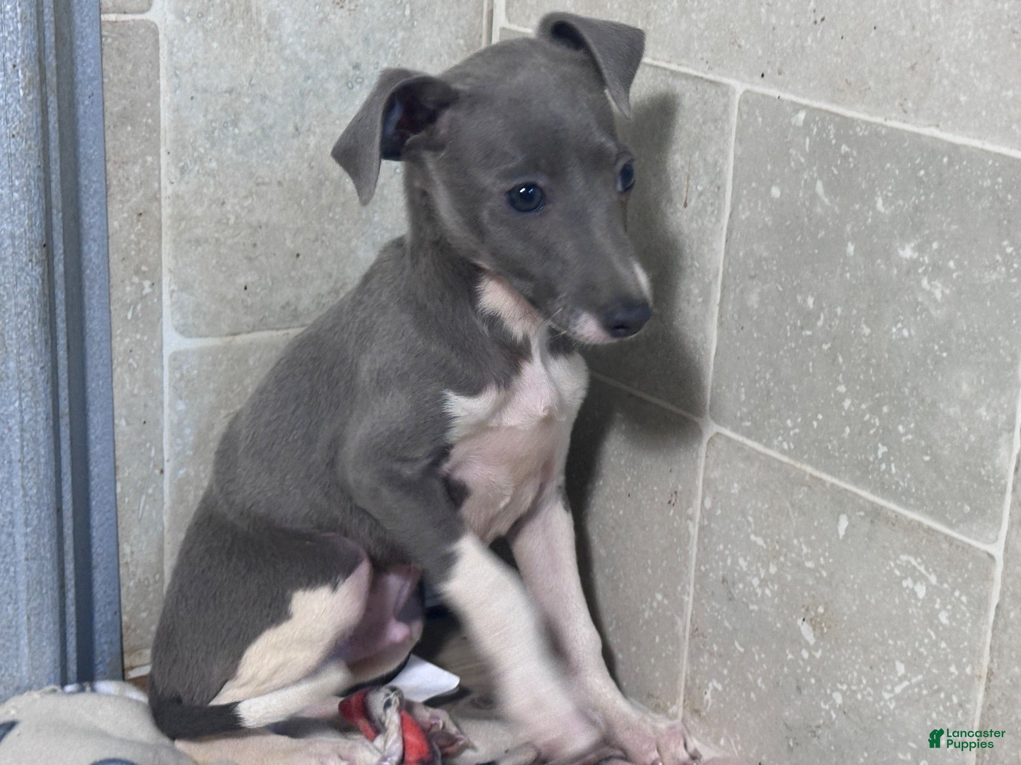 Italian Greyhound dogs Donut - Ad 2