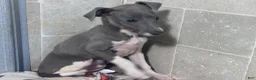 Italian Greyhound dogs for sale: Donut - Ad 2